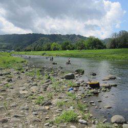 狩野川(狩野川漁業協同組合) 釣果