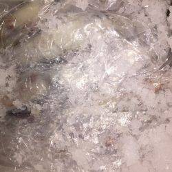 幸風（さちかぜ） 釣果