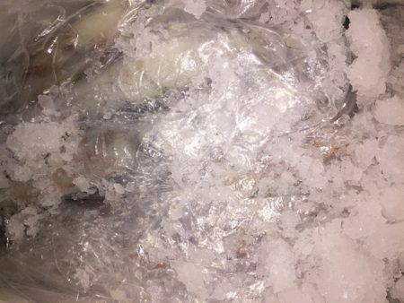 幸風（さちかぜ） 釣果