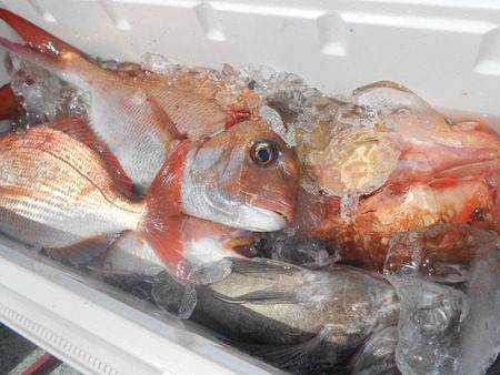 こうゆう丸 釣果