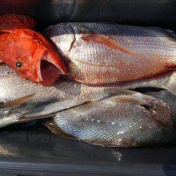 遊漁船 新鋭丸 釣果