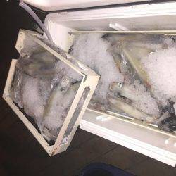 幸風（さちかぜ） 釣果