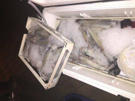 幸風（さちかぜ） 釣果