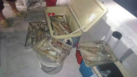 寿裕 （YOSHIHIRO） 釣果