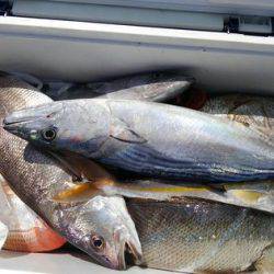 遊漁船 新鋭丸 釣果