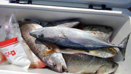 遊漁船 新鋭丸 釣果