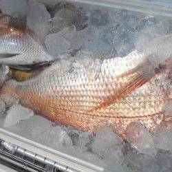 こうゆう丸 釣果