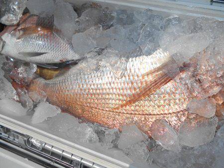 こうゆう丸 釣果