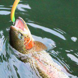 小菅トラウトガーデン 釣果