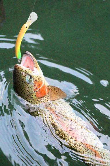 小菅トラウトガーデン 釣果