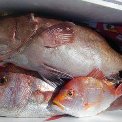 遊漁船 新鋭丸 釣果