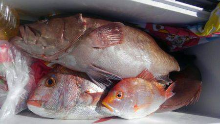 遊漁船 新鋭丸 釣果
