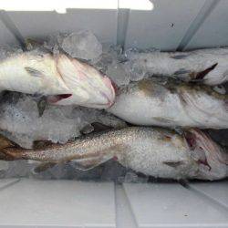 大進丸(新潟) 釣果