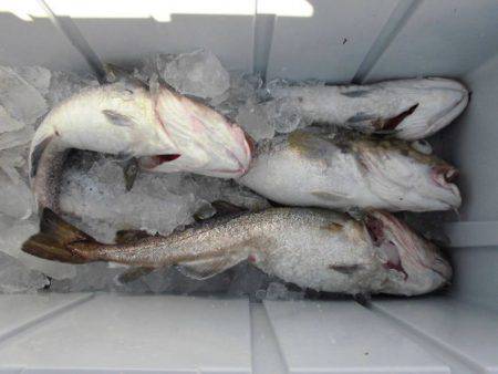 大進丸（新潟） 釣果