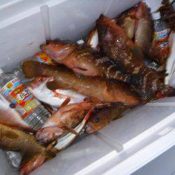 BlueNote Fishing Taxi 釣果