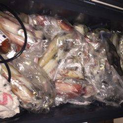 幸風（さちかぜ） 釣果