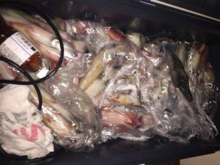 幸風（さちかぜ） 釣果