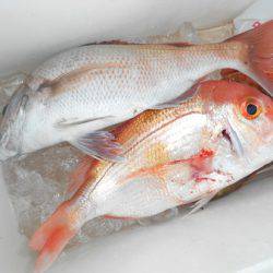 こうゆう丸 釣果