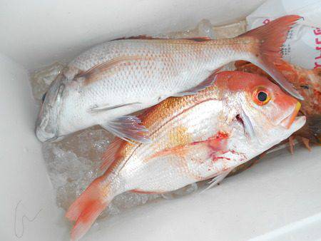 こうゆう丸 釣果