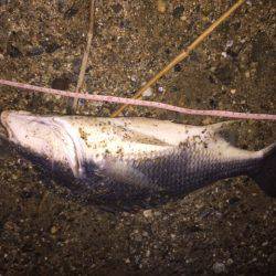 キビレ調査　ＮＯ，３９