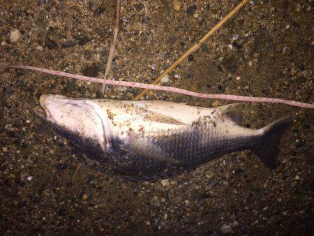 キビレ調査　ＮＯ，３９