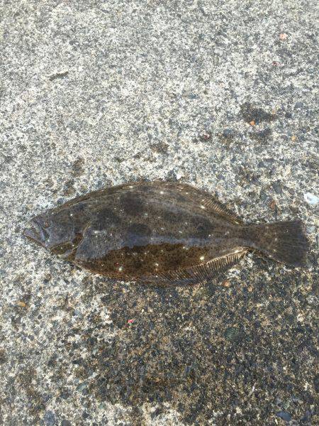 ヒラメゲット！