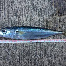 青物釣りにトライ