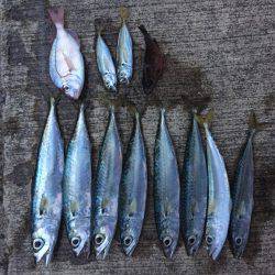 青物釣りにトライ