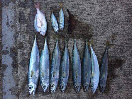 青物釣りにトライ