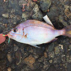 青物釣りにトライ