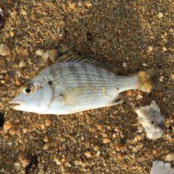 のんびり五目釣り