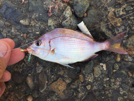 青物釣りにトライ