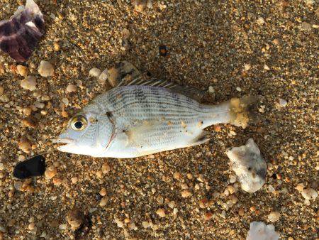 のんびり五目釣り