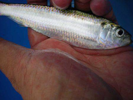 オリジナルメーカー海づり公園(市原市海づり施設) 釣果