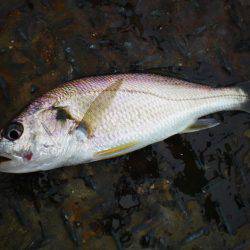 オリジナルメーカー海づり公園(市原市海づり施設) 釣果