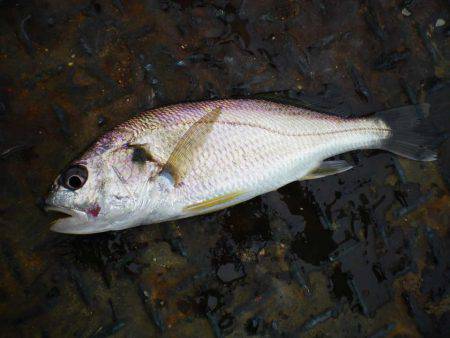 オリジナルメーカー海づり公園(市原市海づり施設) 釣果
