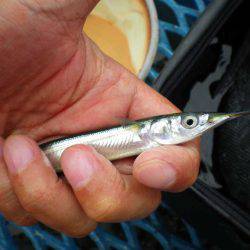 オリジナルメーカー海づり公園(市原市海づり施設) 釣果