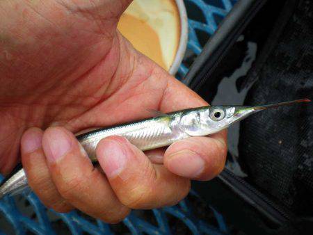 オリジナルメーカー海づり公園(市原市海づり施設) 釣果