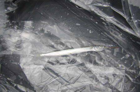 オリジナルメーカー海づり公園(市原市海づり施設) 釣果