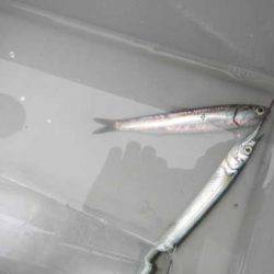 オリジナルメーカー海づり公園(市原市海づり施設) 釣果