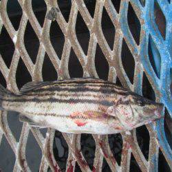 オリジナルメーカー海づり公園(市原市海づり施設) 釣果