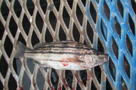 オリジナルメーカー海づり公園(市原市海づり施設) 釣果