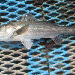 オリジナルメーカー海づり公園(市原市海づり施設) 釣果