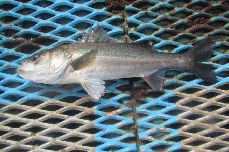 オリジナルメーカー海づり公園(市原市海づり施設) 釣果