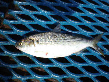オリジナルメーカー海づり公園(市原市海づり施設) 釣果
