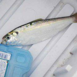 オリジナルメーカー海づり公園(市原市海づり施設) 釣果