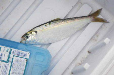 オリジナルメーカー海づり公園(市原市海づり施設) 釣果