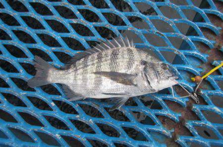 オリジナルメーカー海づり公園(市原市海づり施設) 釣果