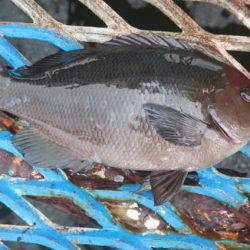 オリジナルメーカー海づり公園(市原市海づり施設) 釣果