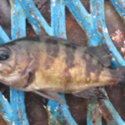 オリジナルメーカー海づり公園(市原市海づり施設) 釣果